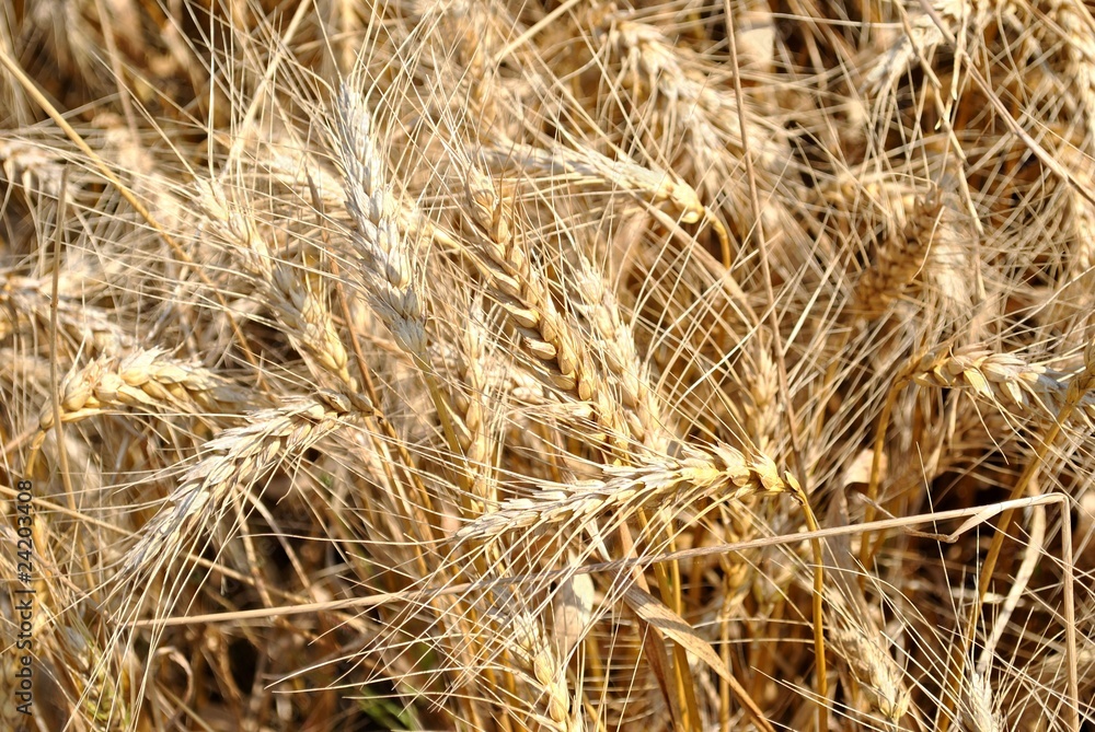 Spighe di grano Spighe di grano