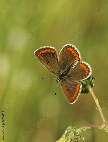 papillon corial photo