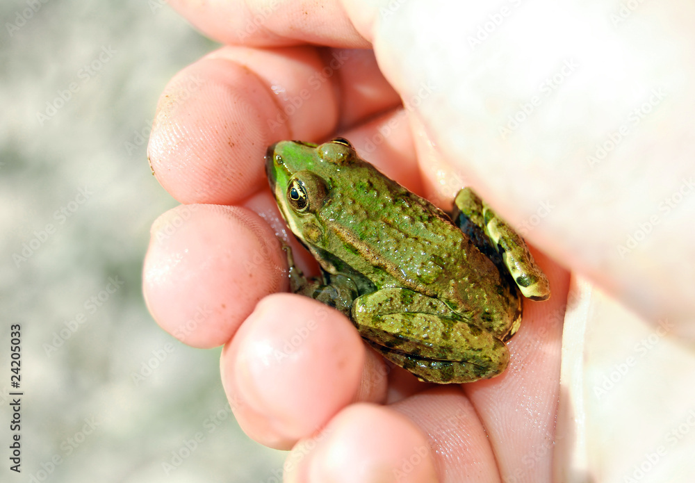 frog in hand frog in hand