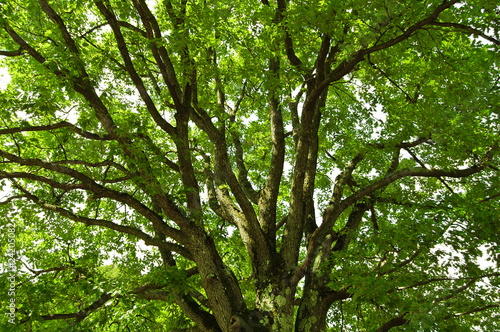 under an oak tree