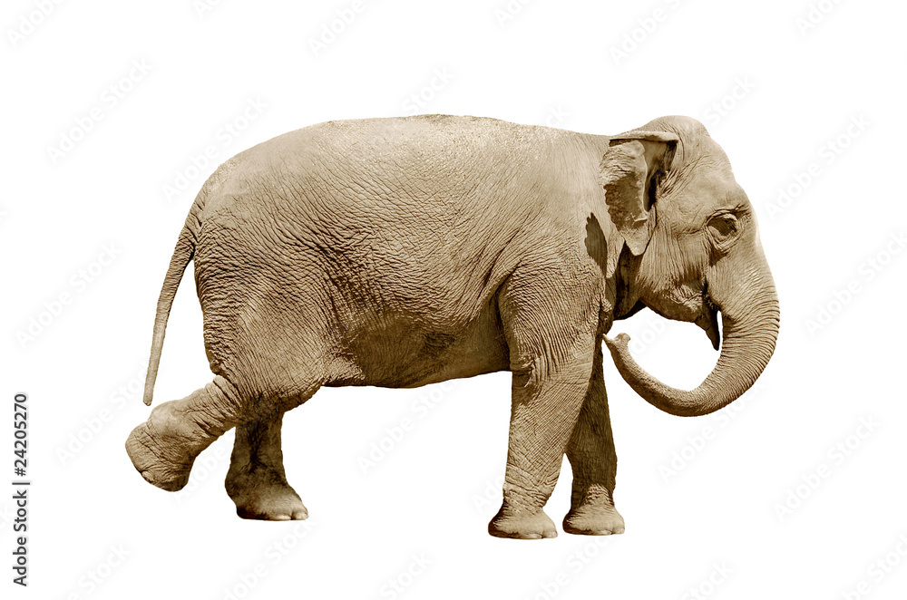 Obraz premium elephant isolated