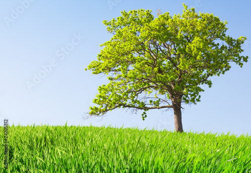 tree on meadow