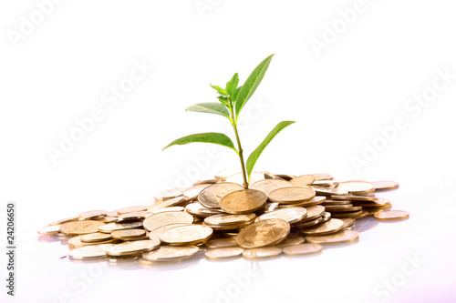 Coins and green plant isolated on white