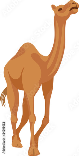 camel