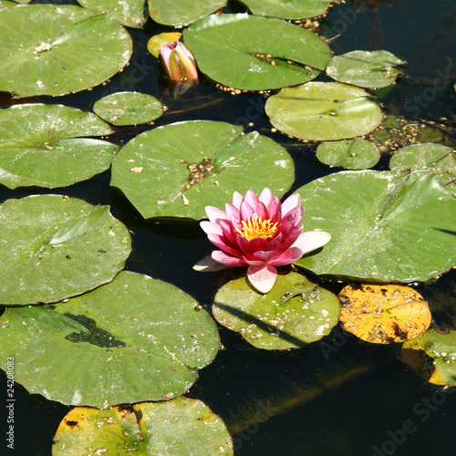 Waterlily on a surface of a lake