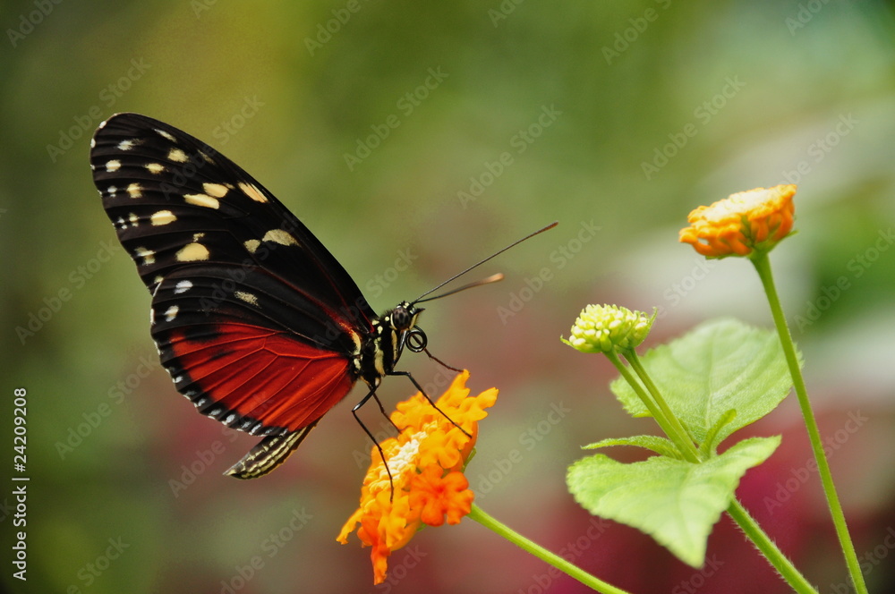 Obraz premium Golden Helicon Butterfly