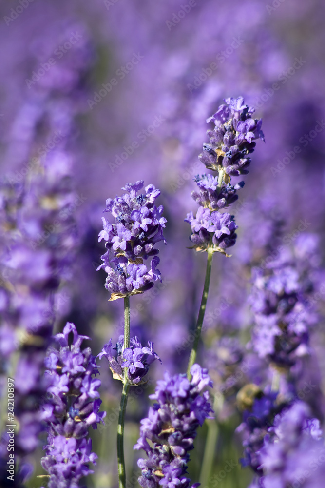 Obraz premium lavender flowers