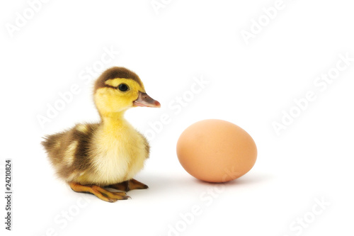 Little duckling and the egg