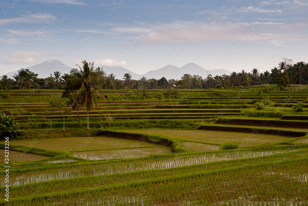 Rice field in Bali with vulcanos on the background