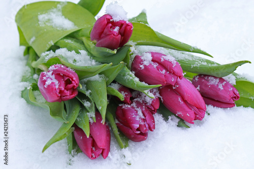 Fototapeta Naklejka Na Ścianę i Meble -  Tulpen im Schnee