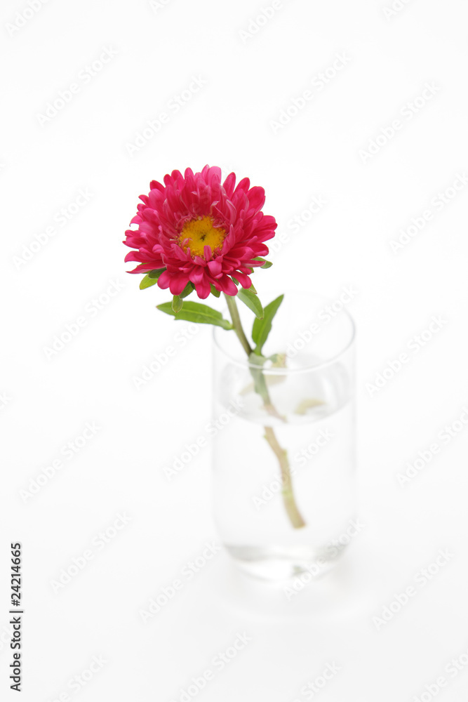 ピンク色の花とグラス ピンク色の花とグラス
