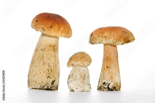 Three white fungus