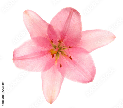 Pink lilies, isolated.
