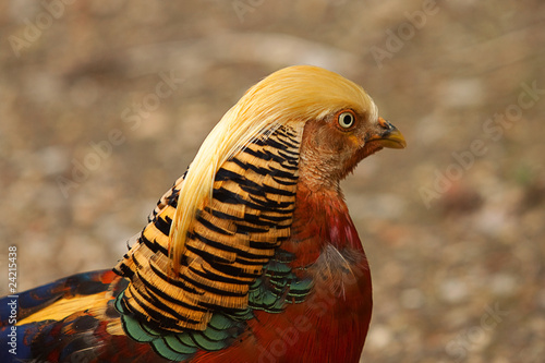 golden pheasent 8403