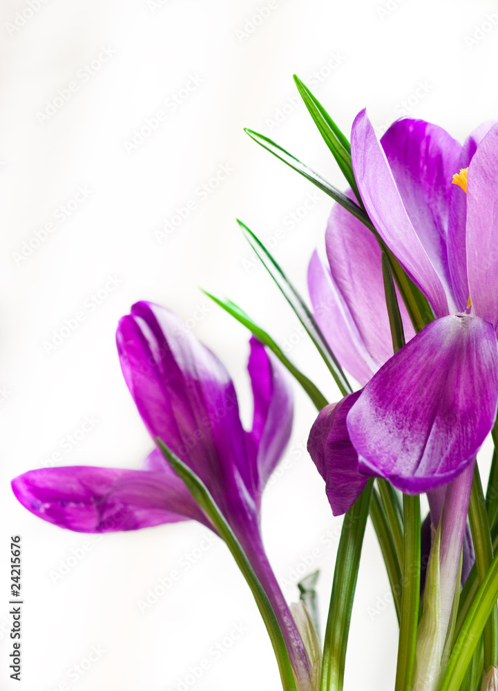 bouquet of crocuses bouquet of crocuses