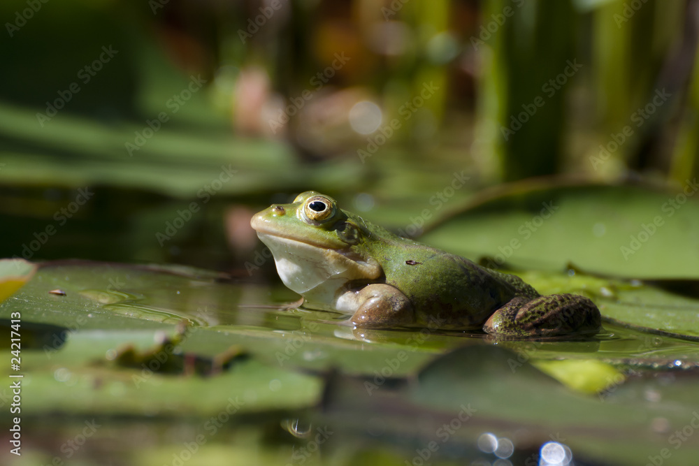 Fototapeta premium teich frosch