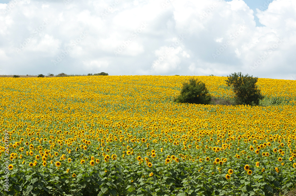 Sunflower