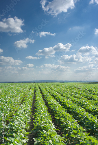 Soybean Field Rows