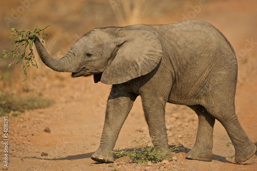 Young African elephant