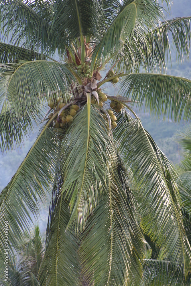 Fototapeta premium Thailand