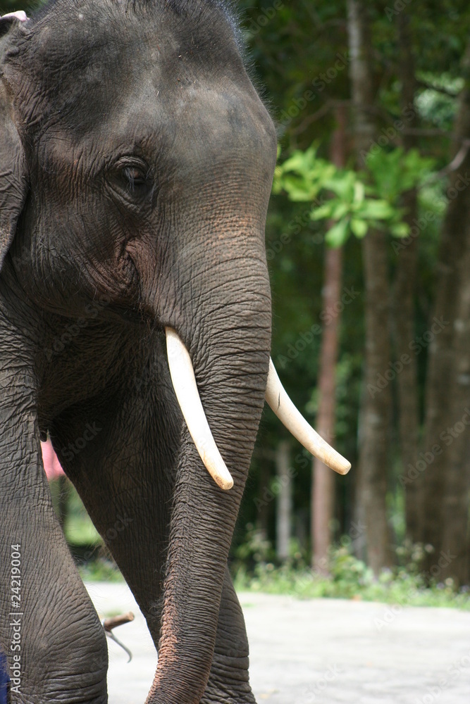 Obraz premium Thailand Elephants