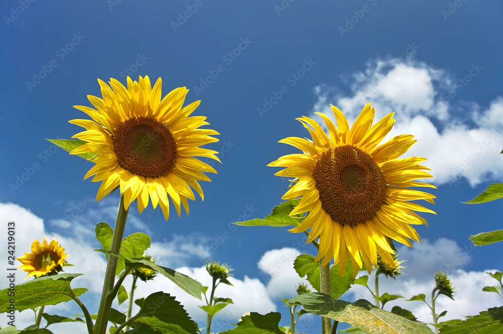 Fototapeta premium Sunflower
