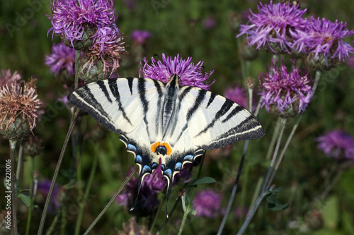 scarce swallowtail ( Iphiclides podalirius ) on a violet flower photo