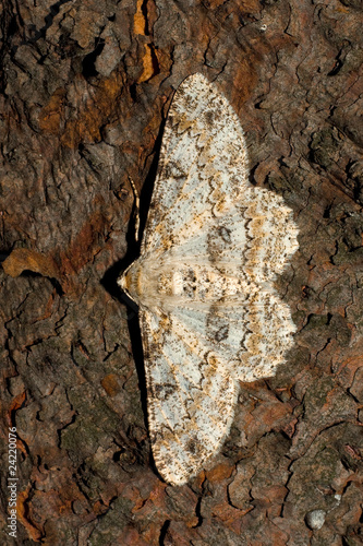 Ascotis selenaria  /  The Giant looper photo