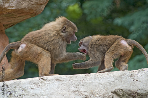 Tapety artystyczne Two Baboons Fighting