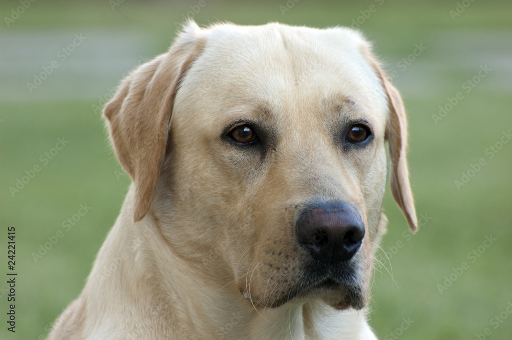 Cane Labrador