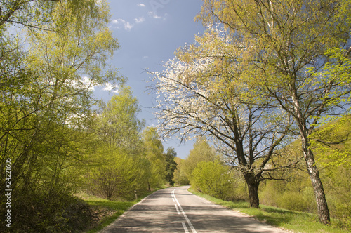 Asphalt road with trees in bloosom