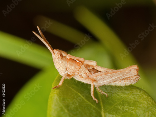 Grasshopper on green Leaf