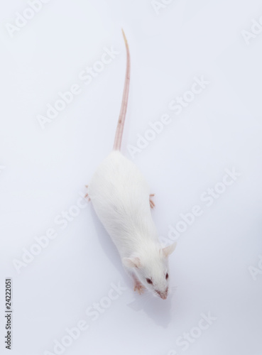 maus mouse 03