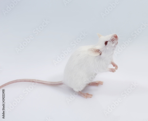 maus mouse 24