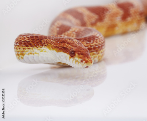 schlange snake 09