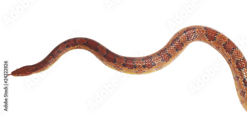 schlange snake 14