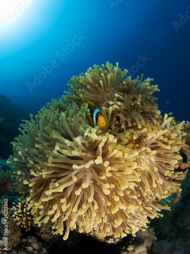 tropical anemonefish