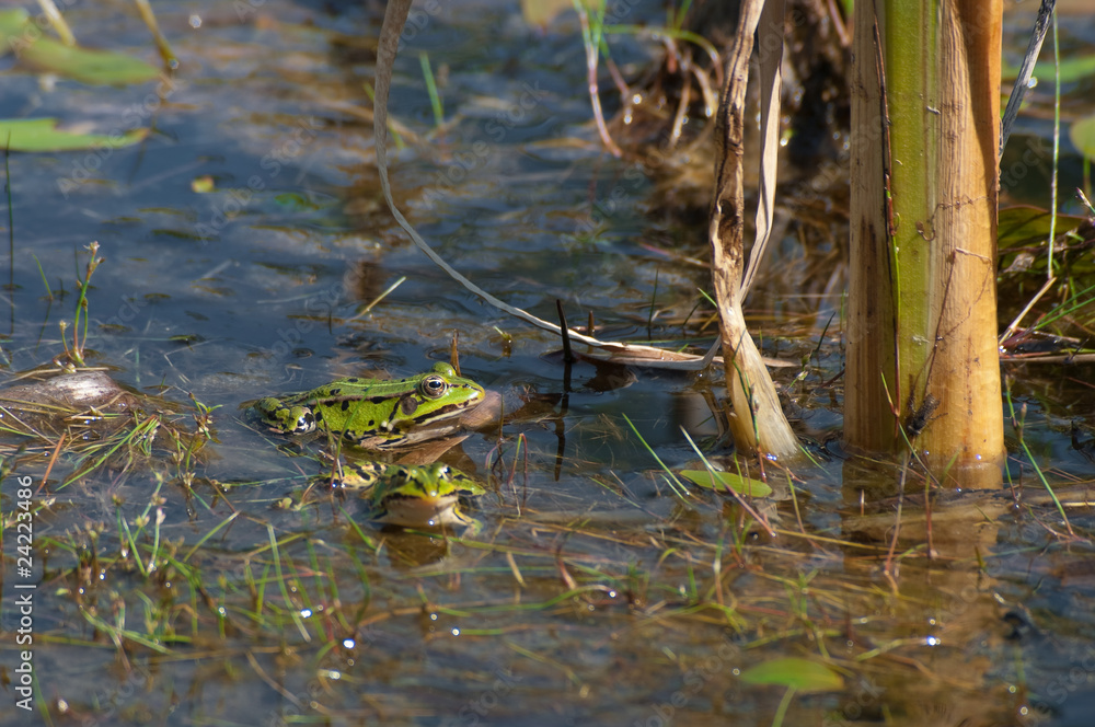 green frog green frog