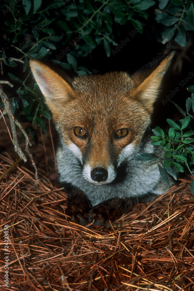 Fototapeta premium portrait of a fox