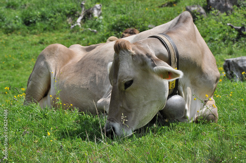 mucca al pascolo al passo del lucomagno  - #7