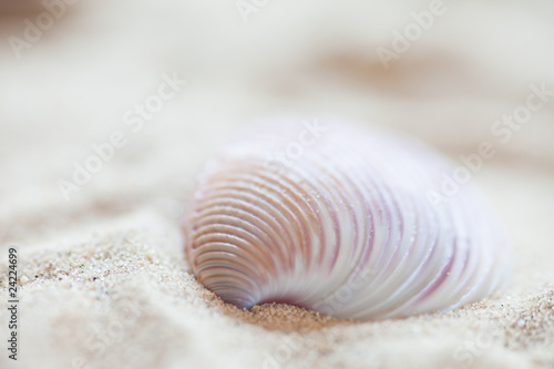 seashell background