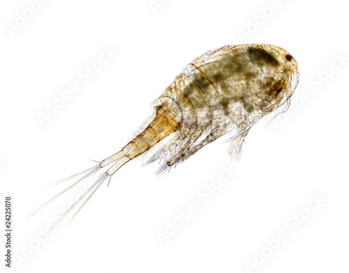 Foto Freshwater cypoepod (Cyclops)