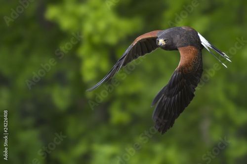 fliegender Wüstenbussard / grüner Hintergrund photo