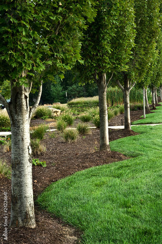 Trees and beautiful cut grass