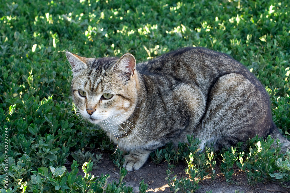 Grey cat on a grass Grey cat on a grass