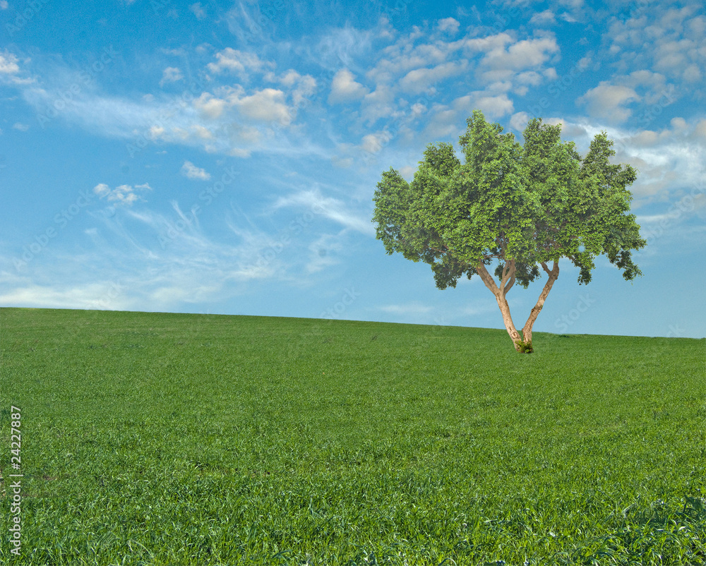 tree tree
