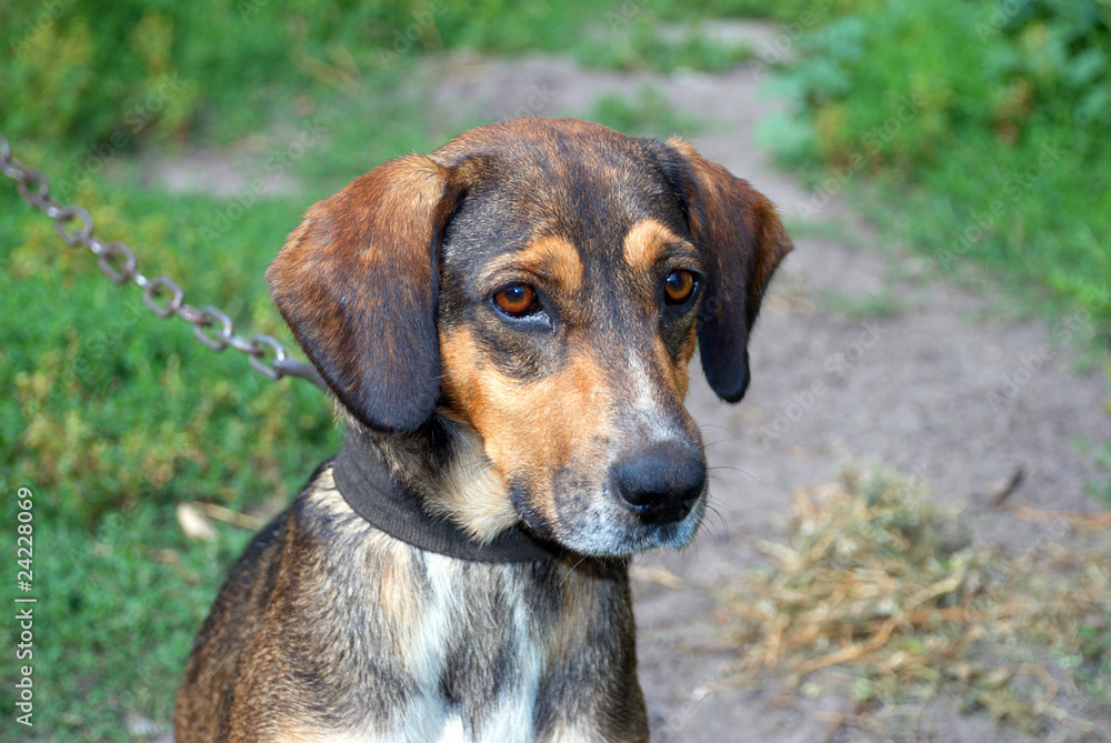 Portrait of a dog with sad eyes on a leash