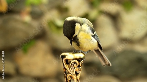 Great tit_54071613