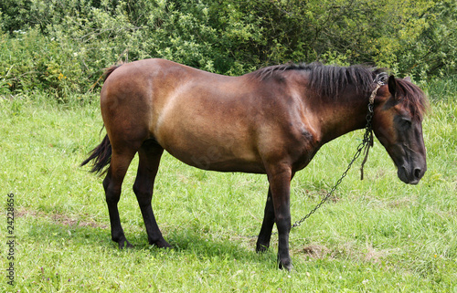 Old horse on the green meadow