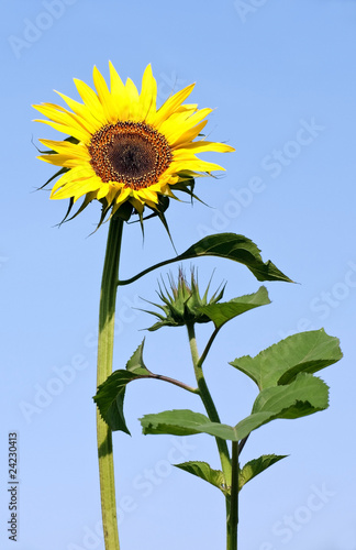 First sunflower